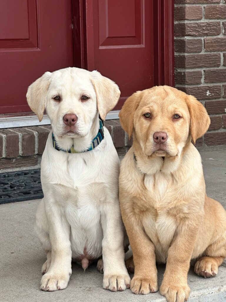 American Standard and English Lab Puppies at 12 weeks